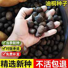 �����²���ͩ�N�ӹ��I����ֲ������ͩ���⾰�^�G�����~��ľ��N��