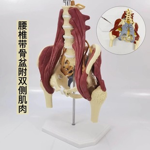 Human Lumbar spine with muscle model pelvic bone lumbar disc prominent maternal pelvic floor muscle repair demonstration sacrum bone