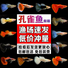 鳳尾魚金魚 鳳尾魚金魚批發 促銷價格 產地貨源 阿里巴巴