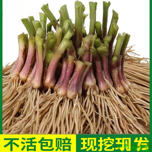 ��²˸��N��ʳ��900�w�����Ų��҃����߲˿�ʳ�����Ի������ϸ�