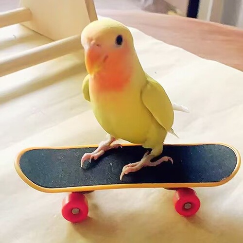 Parrot intelligence toys training props Parrot Peony Scooter upgraded alloy bracket professional finger skateboard