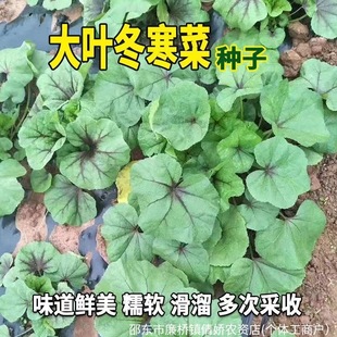 �����˷N�Ӹ��}���Ĵ������R���R���{���ļ��߲˷N����������