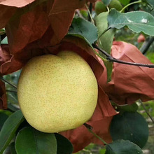 正宗陕西冰糖酥梨新鲜贡梨雪梨脆甜梨子甜蜜多汁陕西酥梨水果直发