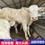 育肥改良肉牛犊
