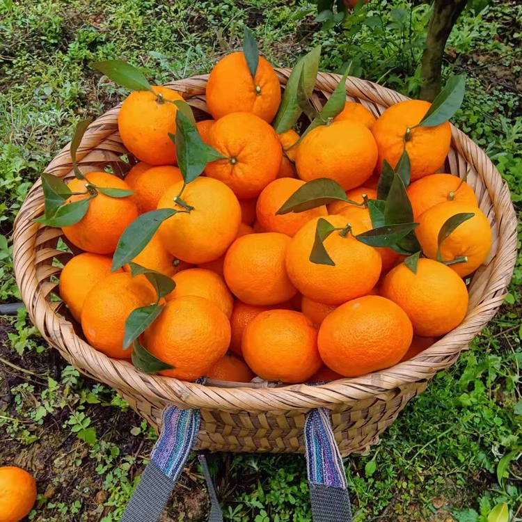 Юньнаньская платформа имеет тонкую кожу, сочные и сладкие, свежие сезонные фрукты, цитрусовые, свежие желтые апельсины, дропшиппинг в целой коробке.