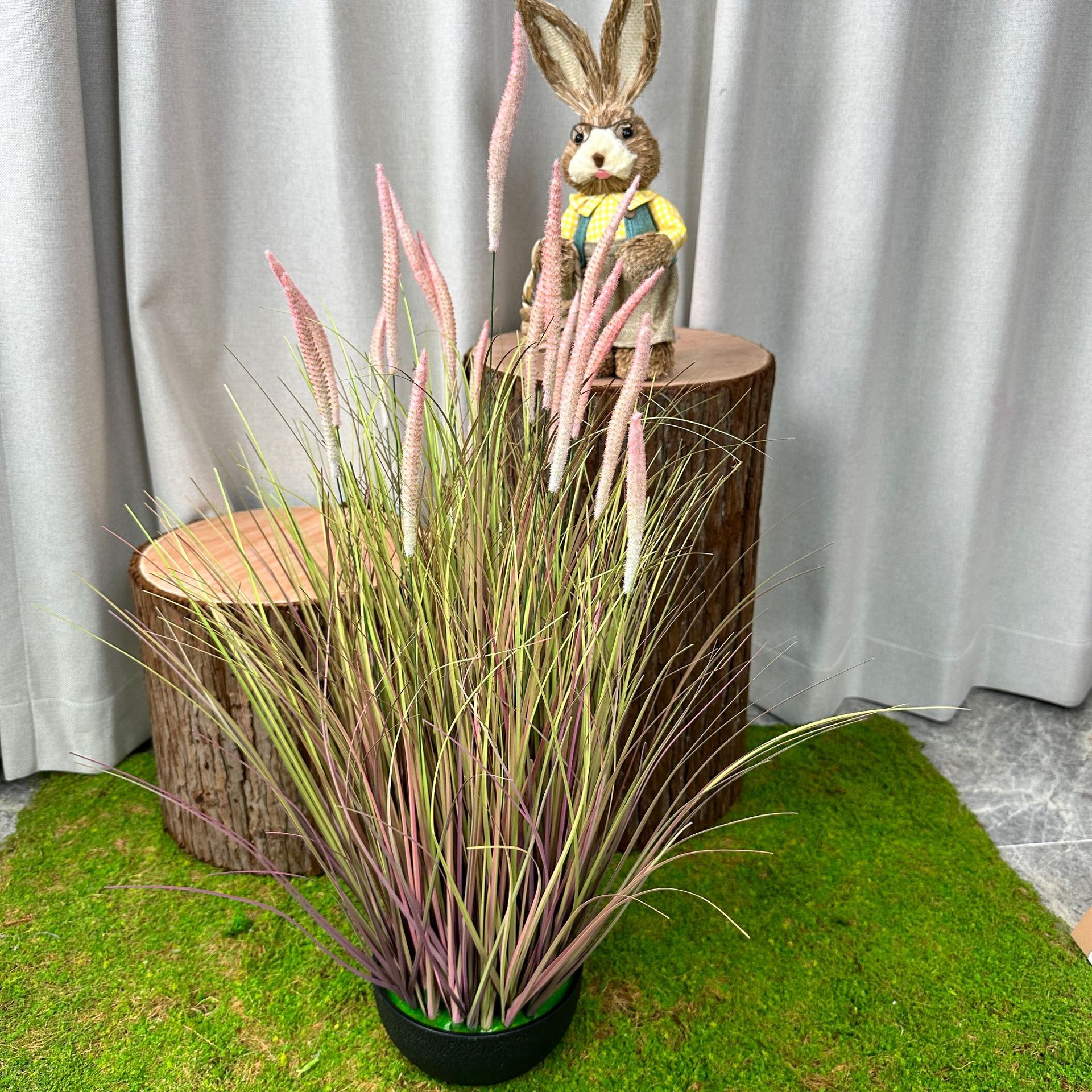 Cola de cachorro púrpura (70cm)