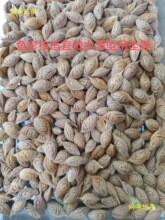 野生毛桃核原籽散籽雕刻料大核手牌料特大核雕龙料鱼形水滴料桃胡