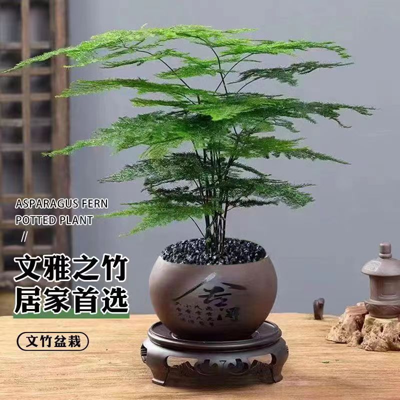 造型文竹+紫砂舍得盆+圆形底座