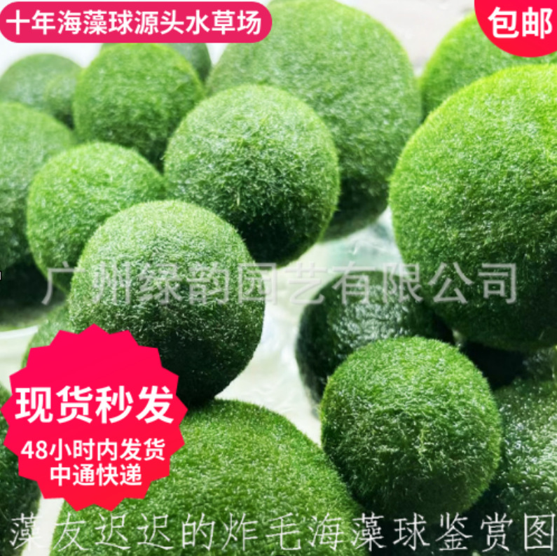 Bola musgo Marimo verdadera, ecológica, micro paisaje acuario, hierba agua, planta acuática viva, venta al por mayor.