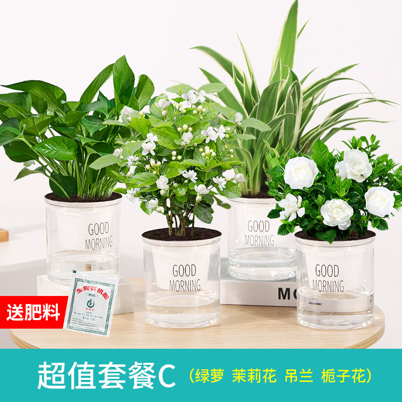 꽃이 피고 번성합니다: 포토스 4 화분 + 재스민 + 거미 식물 + 치자 나무 + 무료 비료 비석