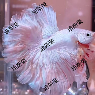 ̩�����~�߲��{ɫ�鼆��β�͟Ꭷ�^�p�~���������\�tɫ���´�t��