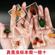 昆虫标本真实透明摆件学生教学观察教学甲虫金龟动物厂家批发代发