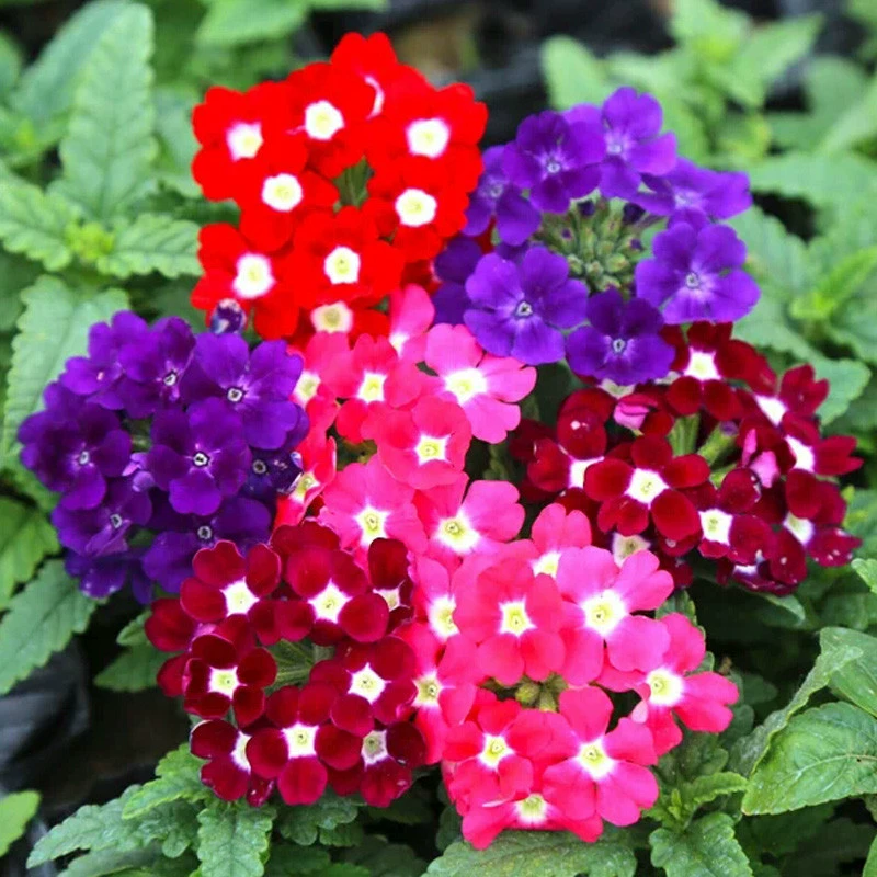 Семена цветов вишни легко жить семена цветов Балконный висячий цветок море Озеленение семена многолетних цветов Four Seasons посев цветение