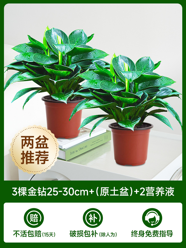 [화분 2개 권장] 골든 다이아몬드 3개 + (오리지널 흙 화분) + 영양액 2개