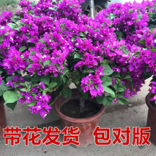 һ�����l����÷���������Ϙ������ɫ�ذ�ֲ��ͥԺ�ļ��̨����