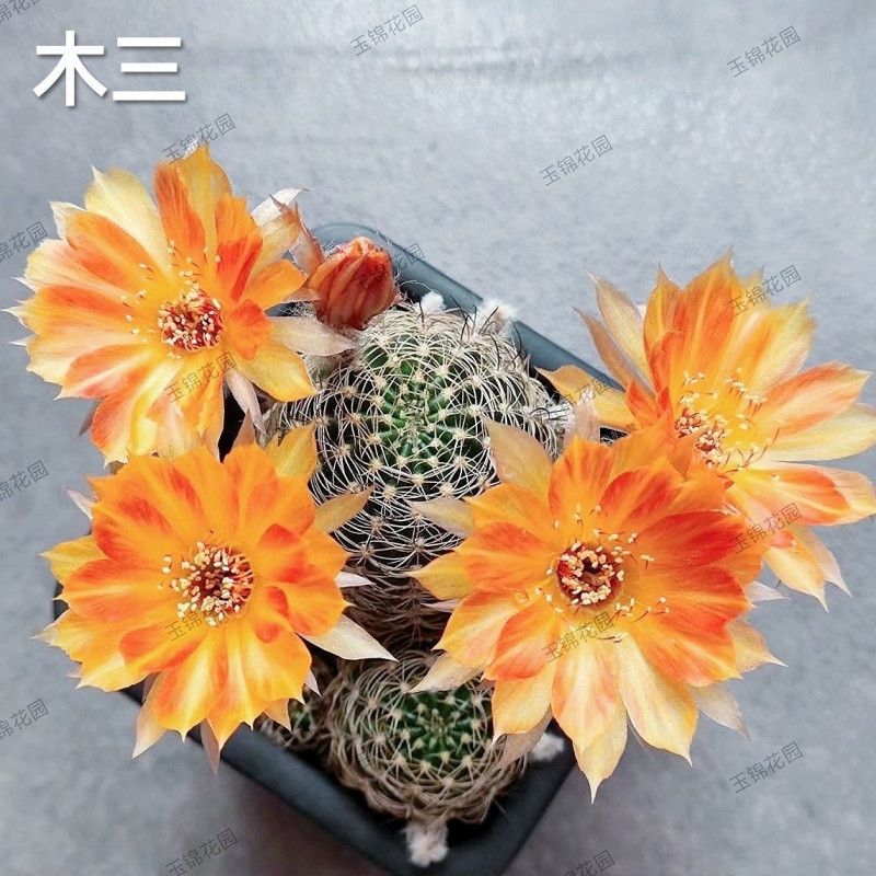 ●■미키 3-5cm - 무작위 장난감 1개 보내기■●