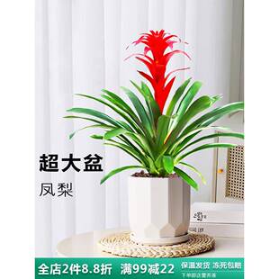 凤梨花鸿运当头盆栽公司开业喜庆植物室内赏花绿植乔迁送礼花卉-阿里巴巴
