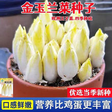 金玉蘭菜種子白玉蘭種子籽軟化菊苣菜種子四季陽台蔬菜黃芽菜種孑