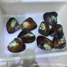 诸暨珍珠多珠开蚌取珍珠活体河蚌开蚌养殖户批发厂家直销