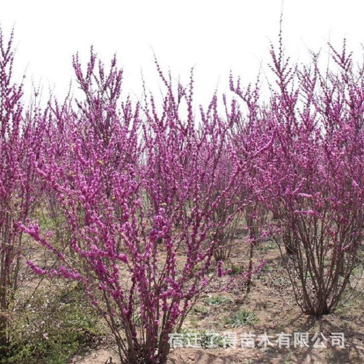 供应各种绿化苗紫荆 紫荆基地 紫荆价格 紫荆图片 满条红批发