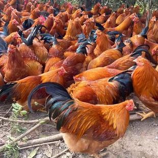 С�u�����t��Ž�t1���u����u��Ž�t�r��ɢ�B���u�籿�u��