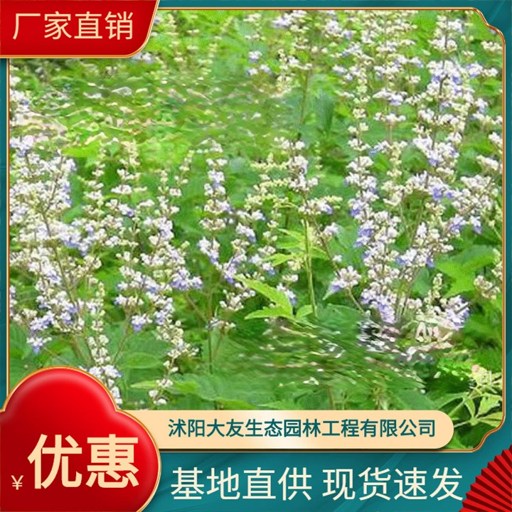 Jingtiao Base Оптовые сорта самостоятельного производства Полные живописные Ландшафтные инженерные озеленение рассады