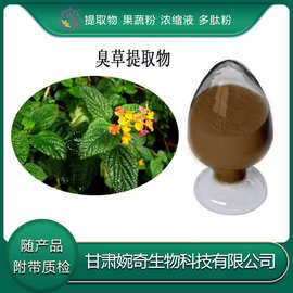 臭草提取物10:1臭草粉 臭草浸膏 臭草浓缩液 甘肃婉奇生物 现货供
