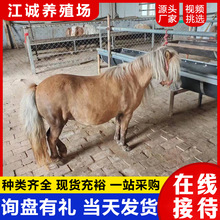 ���R���U��ͯ�T�˰��R�Bֳ�� ���㌙���R�����R���w���R���w�Bֳ