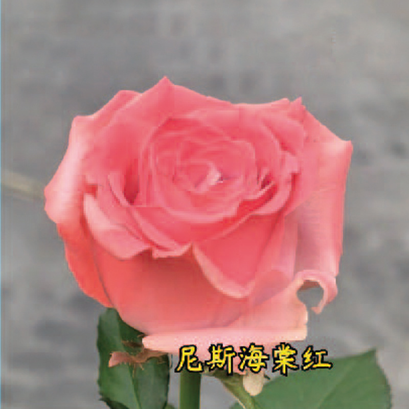 450ml agente de color de aerosol de flores al por mayor pintura en aerosol de secado rápido agente de teñido de rosas de color aerosol de color perlado floristería