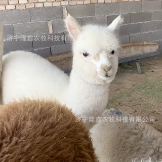 宠物羊驼活体幼仔 景区租赁小羊驼白色羊驼幼苗 成年观赏羊驼活体