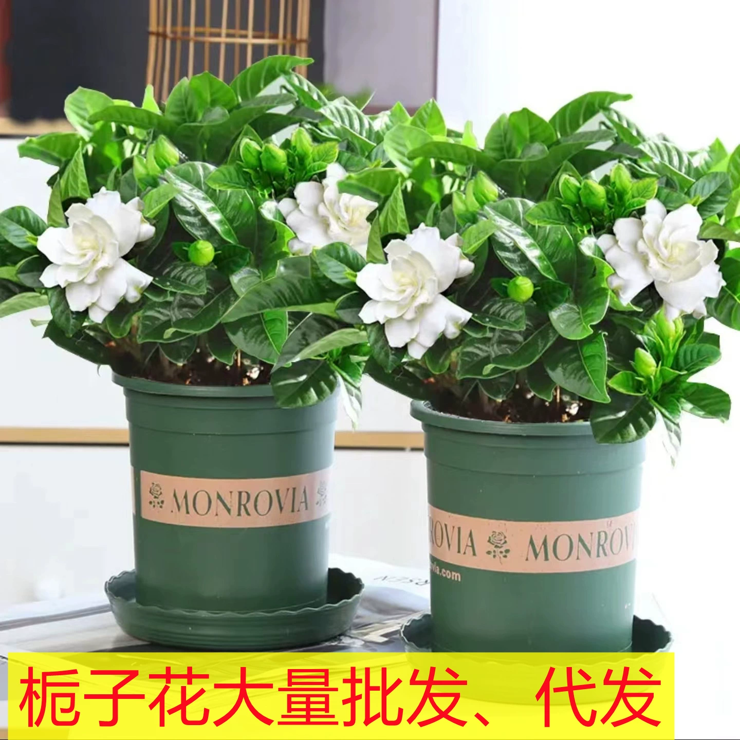 Оптовая продажа крупных комнатных растений: пион и гардения, всесезонные, зеленые, для декора рабочего стола