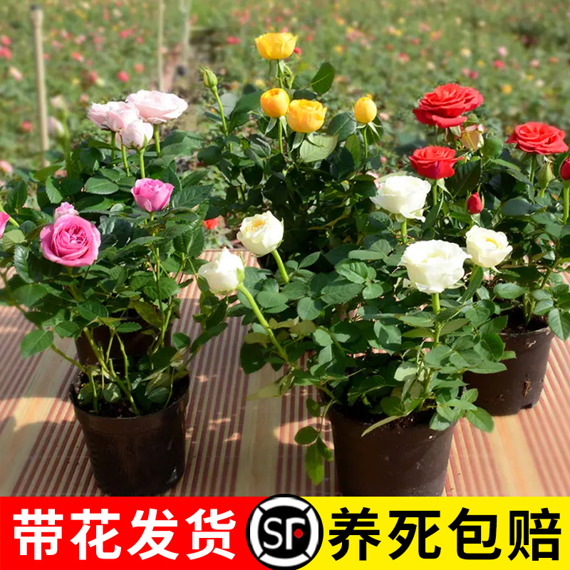 Rose Seedlings with Flower Buds, Extra-Large Flowering Rose Plants, Indoor Fruit Trees, Balcony Fresh Flowers, Potted Plants, Wholesale for All Seasons Rose Seedlings with Flower Buds, Extra-Large Flowering Rose Plants, Indoor Fruit Trees, Balcony Fresh Flowers, Potted Plants, Wholesale for All Seasons