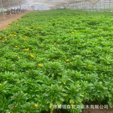 优质供应木春菊 黄金菊花卉花草 花卉基地批发 园林道路绿化草花