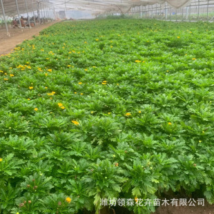 ľ���� �G�����@ͥԺ���Թ�����������Ϙ�Ұ�����������S���