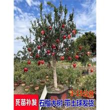 ʯͥԺG^pL쾰ش绨ʯ񹤳̎