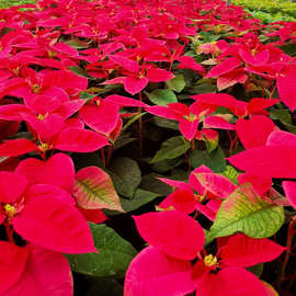 一品红大红花 真花盆栽 圣诞红植物一品红室内外花卉观叶绿植盆栽