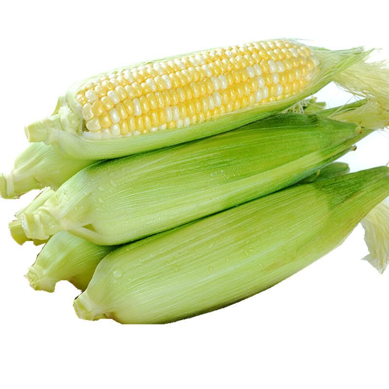 Fresh Gold and Silver Fruit Corn from Yunnan, Freshly Picked Seasonal Sweet Corn Cobs, Whole Box of Corn Kernels, Corn Vegetables, Freshly Picked Fresh Gold and Silver Fruit Corn from Yunnan, Freshly Picked Seasonal Sweet Corn Cobs, Whole Box of Corn Kernels, Corn Vegetables, Freshly Picked