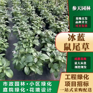 贵州四川重庆冰蓝鼠尾草15冠幅冰蓝鼠尾草20冠幅冰蓝鼠尾草25冠幅