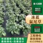 四川贵州冰蓝鼠尾草