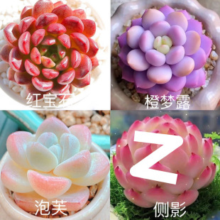 Imported Succulent Puff Combination Potted Plants, Fresh and Lively, Free Shipping for Living Room, Cold-Resistant, Easy to Maintain in Autumn and Winter, Factory Direct Sale