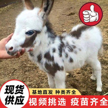 散养温顺小毛驴出售景区观赏宠物驴活体 儿童可骑乘打卡拍照毛驴