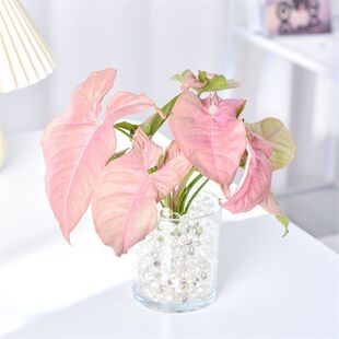 �t�ۼ������Է�ɫˮ��ֲ��Gֲ�����k���҃����՚�����՚��ݗ��