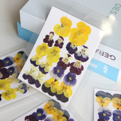 角のすみれの乾いた花のエンボスネットの赤い顔の花のdiyのブックマークのゴムの装飾品の材料の本物の花の植物の標本の押し花
