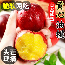 黄心斤桃子新鲜水果现摘新鲜水密桃黄肉蜜桃子整箱批发