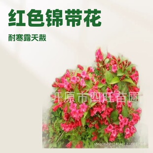 2026�����t�������\�� �ļ��\���� �ͺ�¶����ֲ�G����ľ�a��