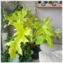 桌面植物盆栽春羽观叶