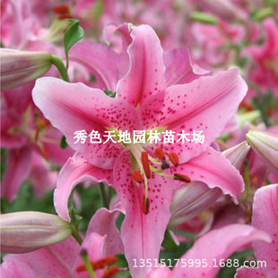 Imported Lily Bulbs with Buds, Double Petals, Four-Season Flowering, Perennial Perfume Lilies, Potted Florals, Indoor and Outdoor Green Plants