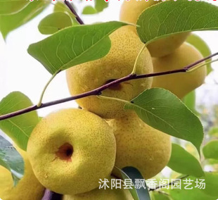 ������޽�������䱱���Nֲ�����֭����m����Y������
