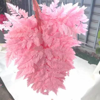 永生花高山羊齿厥叶干花DIY浮游花香薰花材厂家批发植物香薰草