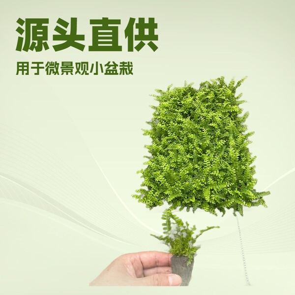 Indoor shady ornamental green plant button fern micro landscape…